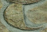 Lower Cambrian Trilobite (Neltneria) With Partials - Morocco #363265-3